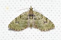 Chloroclystis v-ata