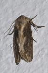 Egira conspicillaris