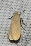 Wittia sororcula
