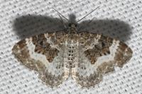 Epirrhoe alternata