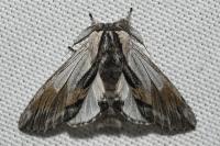 Harpyia milhauseri