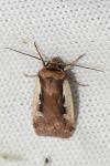 Ochropleura plecta