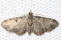 Pasiphila chloerata