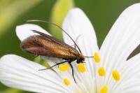 Cauchas rufimitrella