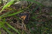 Noctua pronuba