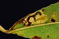 Stigmella obliquella
