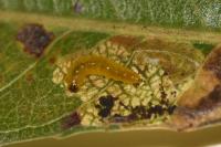 Stigmella obliquella