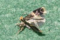 Stigmella obliquella