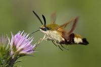 Hemaris fuciformis