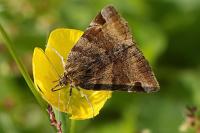 Euclidia glyphica