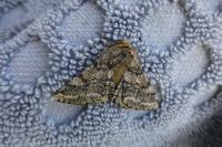 Lycia hirtaria
