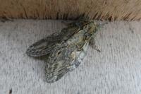 Peridea anceps