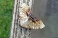Plagodis dolabraria