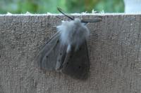 Diaphora mendica