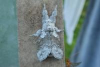 Calliteara pudibunda