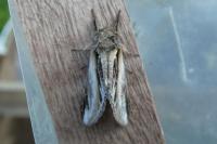Pheosia tremula