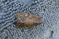 Lacanobia oleracea