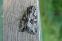 Lacanobia w-latinum