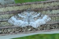 Epirrhoe rivata