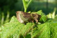 Diachrysia chrysitis