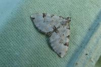 Colostygia pectinataria
