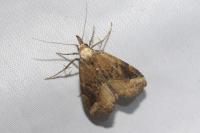 Schrankia costaestrigalis