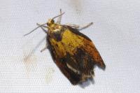 Ptycholoma lecheana