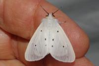 Diaphora mendica