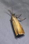 Chrysoteuchia culmella