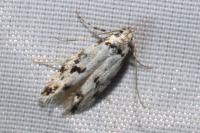 Stenolechiodes pseudogemmellus