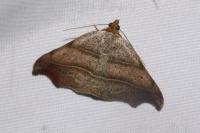 Laspeyria flexula