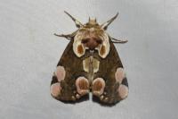 Thyatira batis