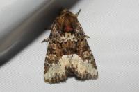 Oligia strigilis