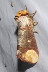 Phalera bucephala