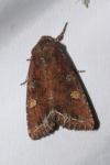 Lacanobia oleracea