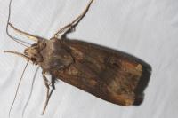 Agrotis ipsilon