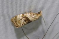 Phalonidia manniana