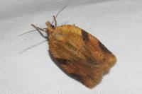 Clepsis spectrana