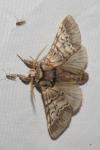 Drymonia ruficornis