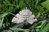 Colostygia pectinataria