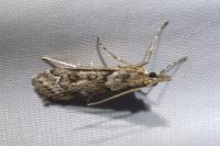 Eudonia angustea