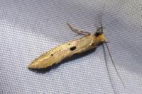 Tinea trinotella