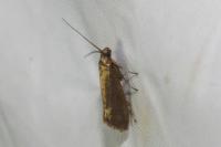 Glyphipterix fuscoviridella