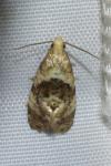 Phalonidia manniana