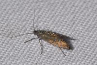 Glyphipterix thrasonella