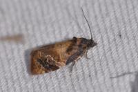 Ditula angustiorana