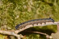 Malacosoma neustria
