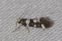 Denisia luctuosella