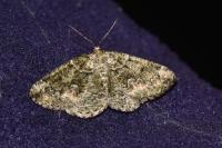 Cleorodes lichenaria