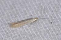 Coleophora glaucicolella